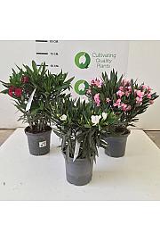 Nerium Oleander Ø20