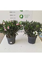 Nerium Oleander Ø30