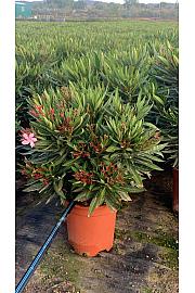 Nerium Oleander Ø22; grm