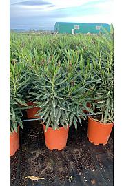 Nerium Oleander Ø25; grm