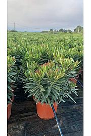 Nerium Oleander Ø30; grm