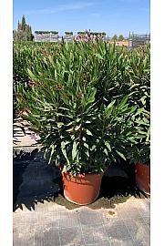 Nerium Oleander Ø40; grm