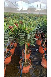 Nerium Oleander Ø20; na steblu