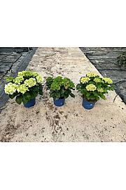 Hortensia Surfing Safari Ø23; grm