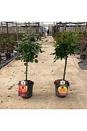 Rose Traditional Perfumed Collection Ø20; na steblu