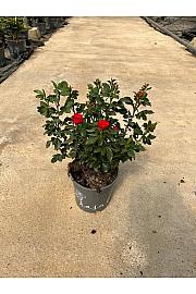 Rose Meilland Zepetti Ø17; grm