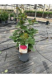 Rose Scented Maribella Ø20; grm