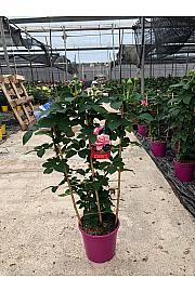 Rose Scented Maribella Ø20; špalir