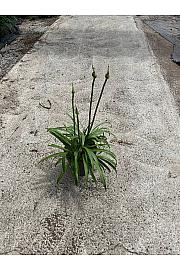 Agapanthus Mix Safari Dreams Ø24