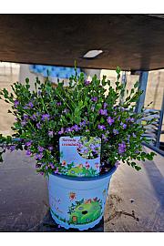 Boronia Crenulata Ø15; grm