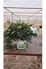 Callistemon Citrinus Esplendens Ø15; grm