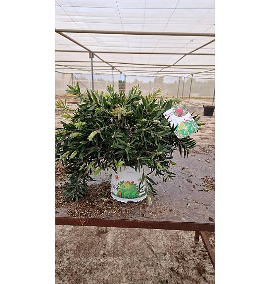 Callistemon Citrinus Esplendens Ø15; grm