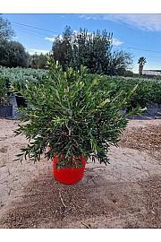Callistemon Captain Cook Ø30; grm