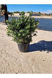 Callistemon Captain Cook Ø40; grm