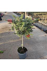 Callistemon King Park Ø21; na steblu