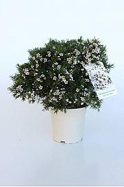 Chamelaucium (Wax Flower) Ø14; grm