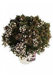 Chamelaucium (Wax Flower) Ø20; grm