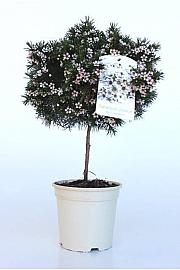 Chamelaucium (Wax Flower) Ø20; na steblu