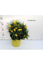 Cytisus Ø20; grm