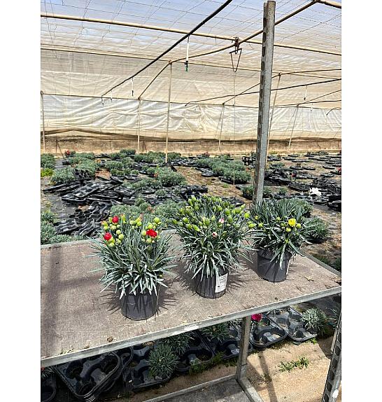 Dianthus Carnelia Ø12