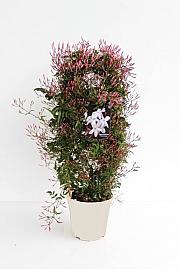 Jasminum Polyanthum Ø17; špalir