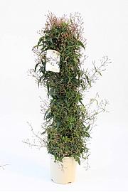 Jasminum Polyanthum Ø20; piramida