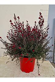 Leptospermum Scoparium Ø30; grm