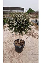 Leptospermum Scoparium Ø40; na steblu