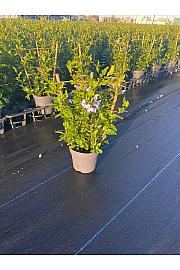 Plumbago Ø14; špalir