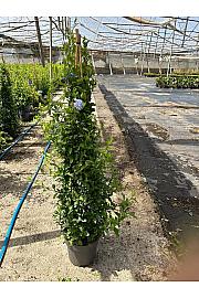 Plumbago Ø30; piramida