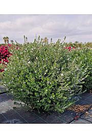 Westringia Fruticosa Ø40; grm