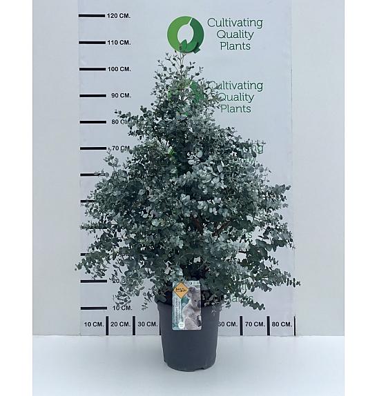 Eucalyptus Gunnii Ø24; grm