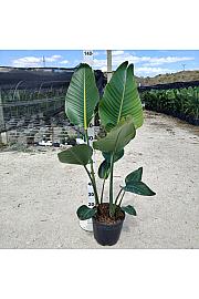 Strelitzia Augusta Nicolai Ø30