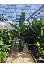 Strelitzia Augusta Nicolai Ø40