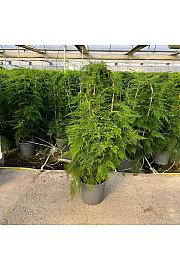 Asparagus Setaceus Ø30; špalir