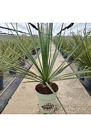 Dasylirion Serratifolium Western Desert Dreams Ø26