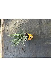 Dianella Blue Stream Downunder Dreams Ø18; grm