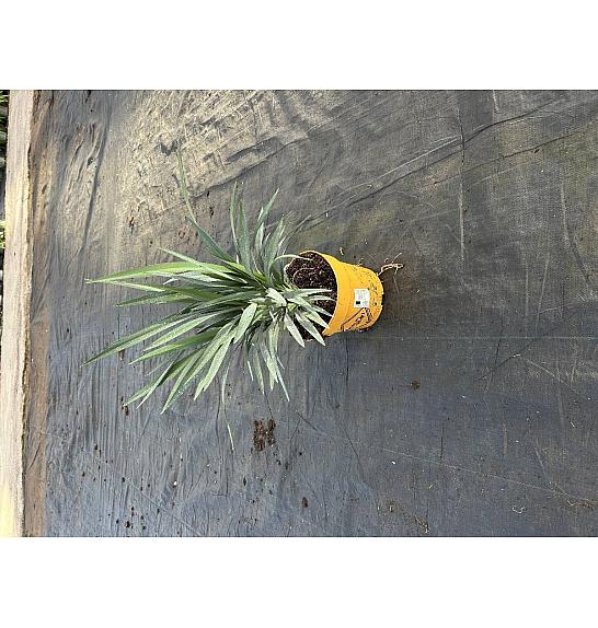 Dianella Blue Stream Downunder Dreams Ø18; grm