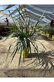 Dianella Blue Stream Downunder Dreams Ø24; grm