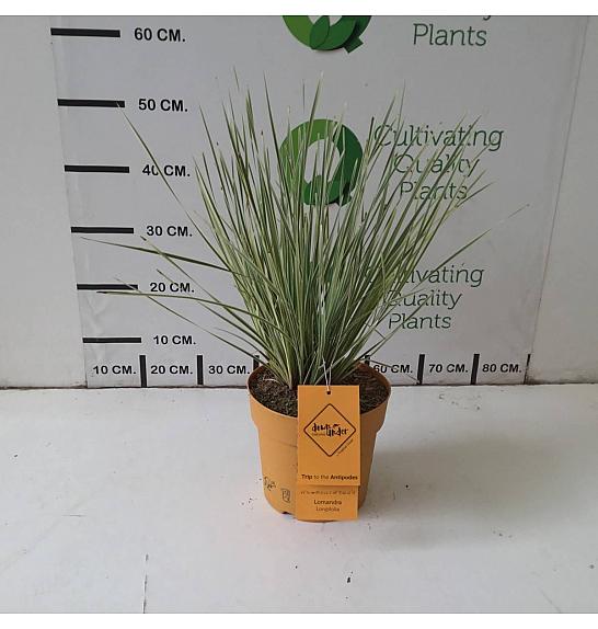 Lomandra Downunder Dreams Ø18