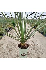 Nolina Nelsonii Western Desert Dreams Ø26