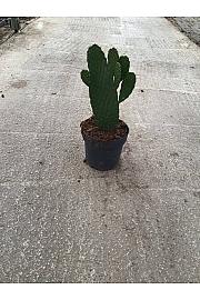 Opuntia Consolea Ø20