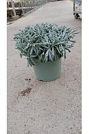 Senecio Trident Blue Western Desert Dreams Ø18