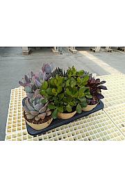 Succulent Plant Mix Ø17