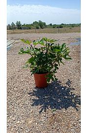 Ficus Carica Ø22