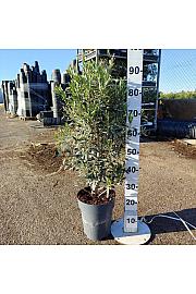 Olea Europaea Ø26