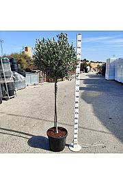 Olea Europaea Ø40; na steblu
