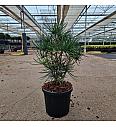 Sciadopitys verticillata C6 Lit. 35-40 cm