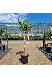 Vaccinium cor. Northland C18 Lit. Na steblu 60 cm