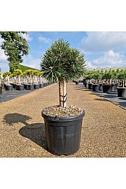 Pinus nigra Green Pearl C8 Lit. Na steblu 20 cm Krošnja 20-25 cm
